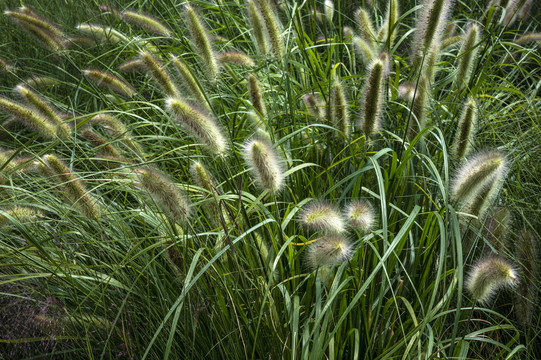 郊野公园的茅草丛