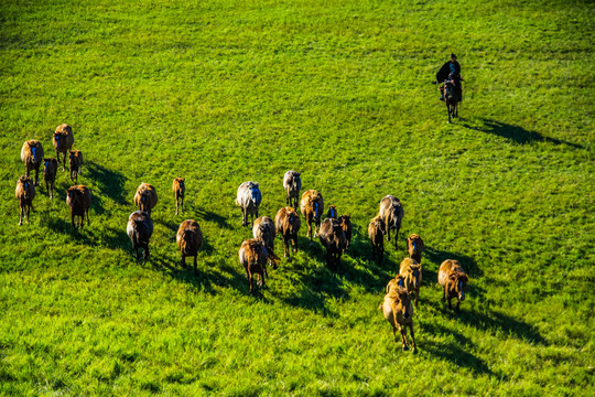 草原马群蒙古族骑马