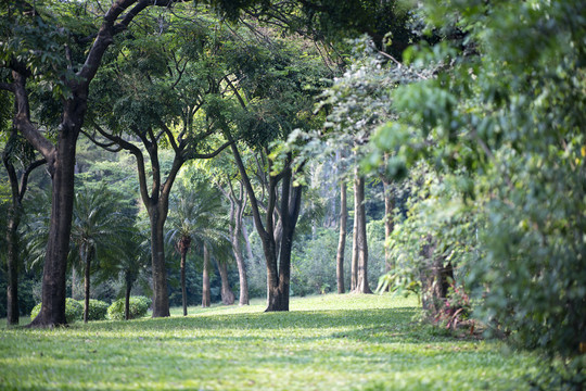 深圳笔架山森林公园树林