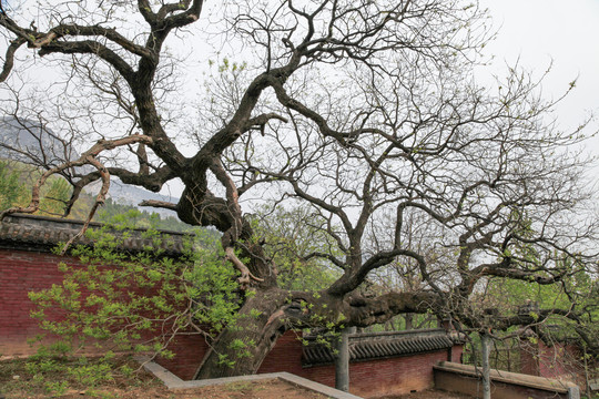 登封嵩岳寺塔