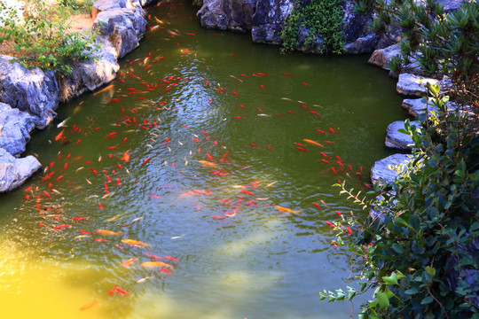 锦鲤风水池