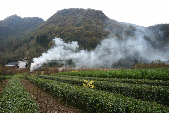 田园风光