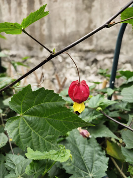 风铃花大图特写