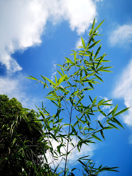 仰拍竹节