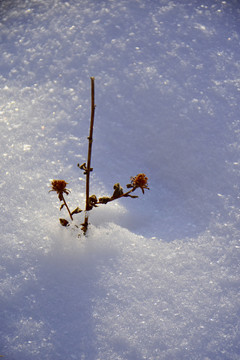 雪中景韵