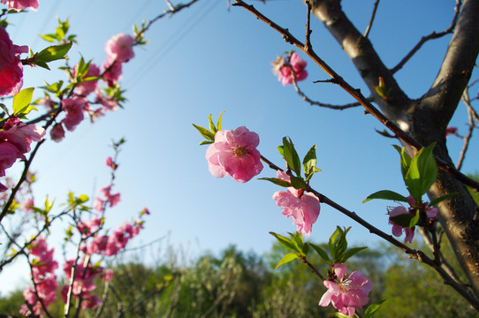 桃花