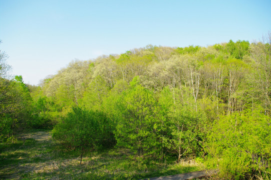 小山坡