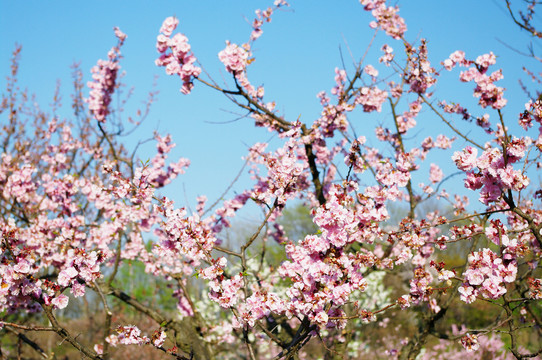 桃花