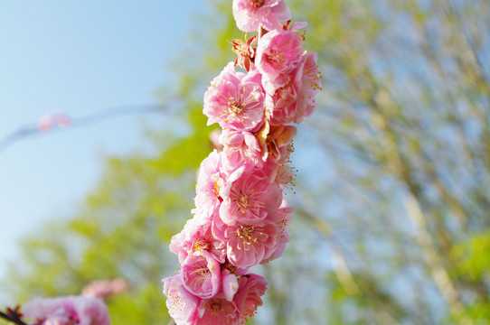 一枝桃花