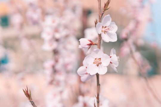 乌海的桃花