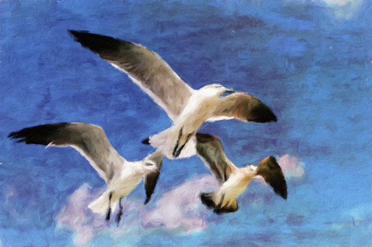 海鷗