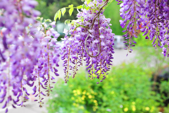 春天紫藤花