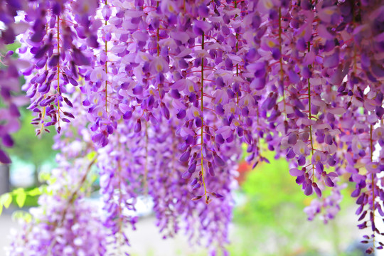 紫藤花架