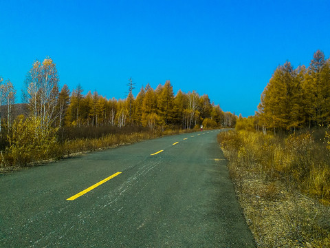 秋季森林公路