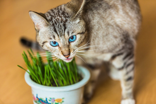 看镜头的猫