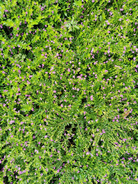 绿色植物背景满天星萼距花