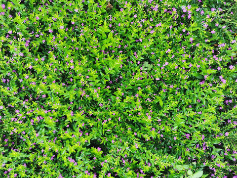 绿色植物背景满天星萼距花