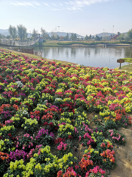 鲜花种植