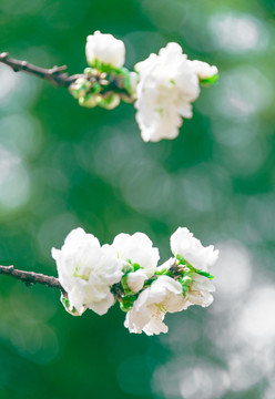 白桃花特写