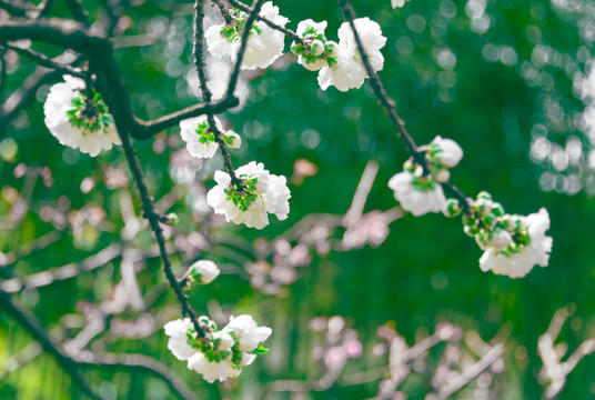 白桃花特写