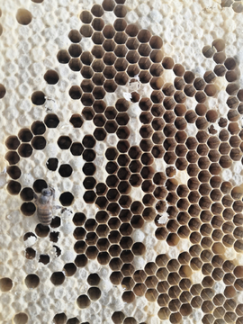 蜜蜂巢