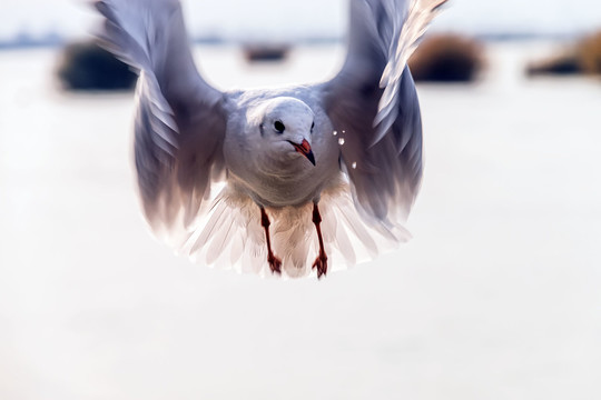 特写红嘴鸥