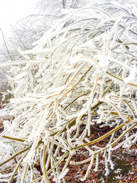 雪景雾凇