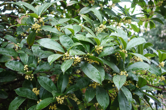 桂花树