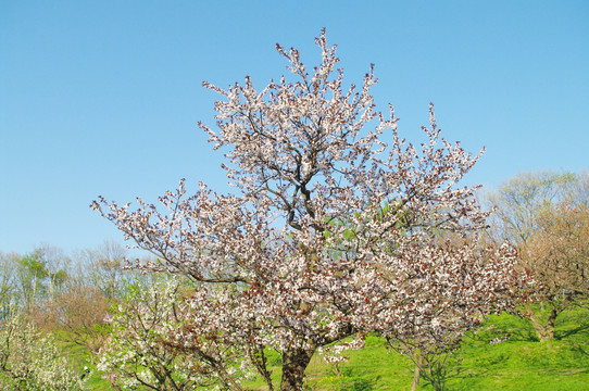 樱花树