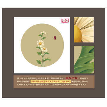菊花圖片
