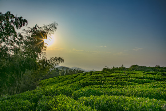 瑞昌青山茶场