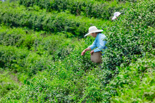 瑞昌青山茶场