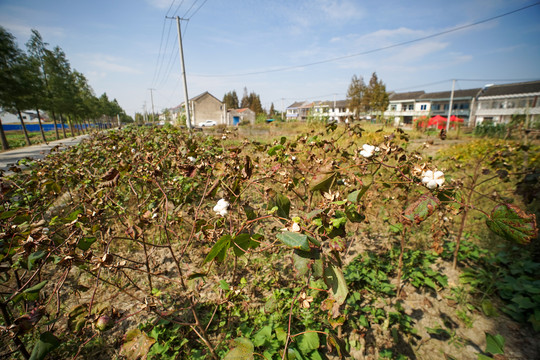 棉花种植