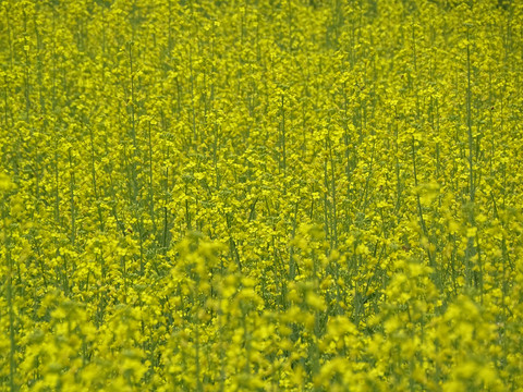 油菜花地