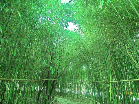 竹子林木