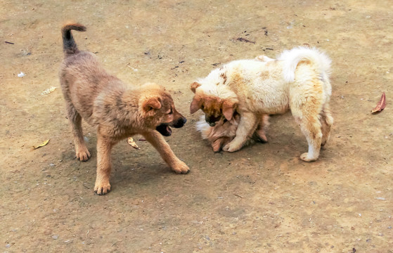 中华田园犬