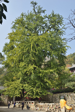 泰山玉泉寺古银杏树