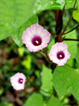 雨后牵牛花