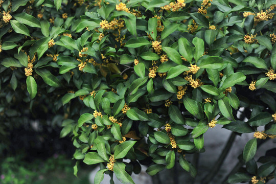 桂花树