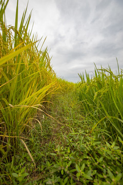 金黄色成熟饱满的水稻