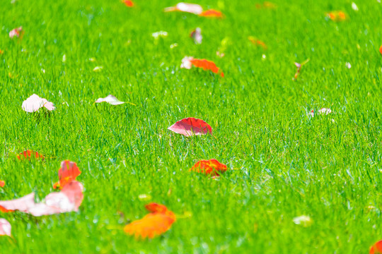 落叶与草坪