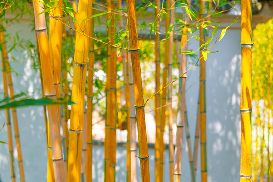 上海古猗园竹子与窗户