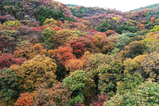 山东枣庄抱犊崮国家森林公园秋景