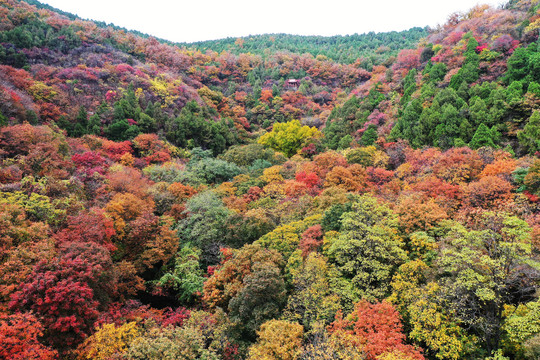 山东枣庄抱犊崮国家森林公园秋景