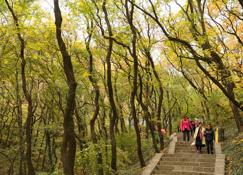 山东枣庄抱犊崮国家森林公园秋景
