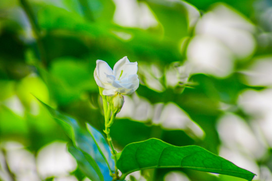 茉莉花