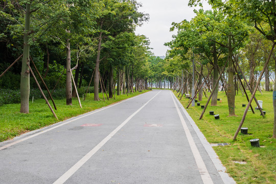 顺峰山公园的林荫小道