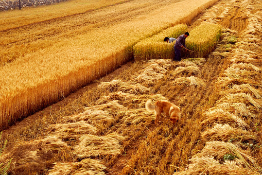 手工收割小麦