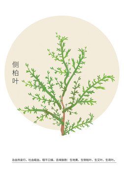 側(cè)柏葉