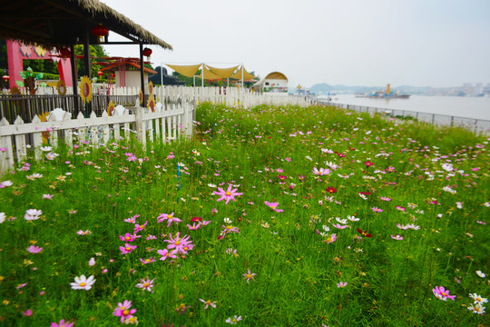 波斯菊花